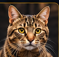 Gatos