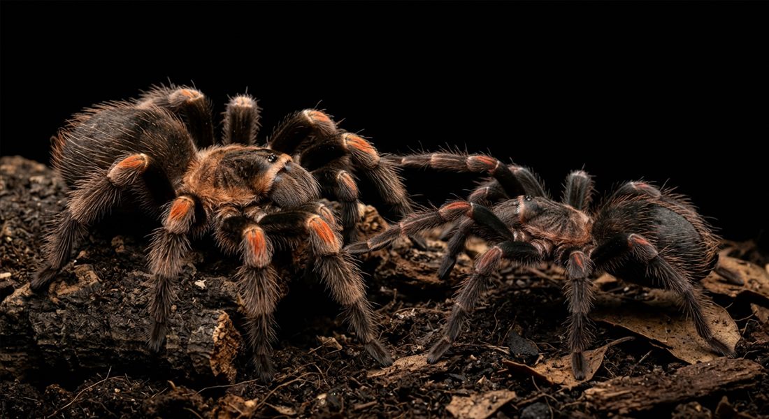 Comparación macho y hembra de tarántula
